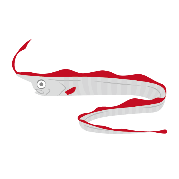 テングノタチのイラスト画像 深海魚