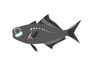 ヒカリキンメダイのイラスト画像 発光