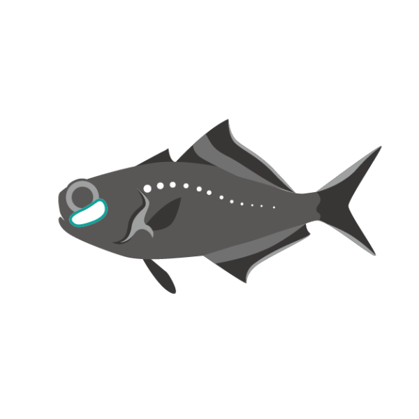 ヒカリキンメダイのイラスト画像 発光