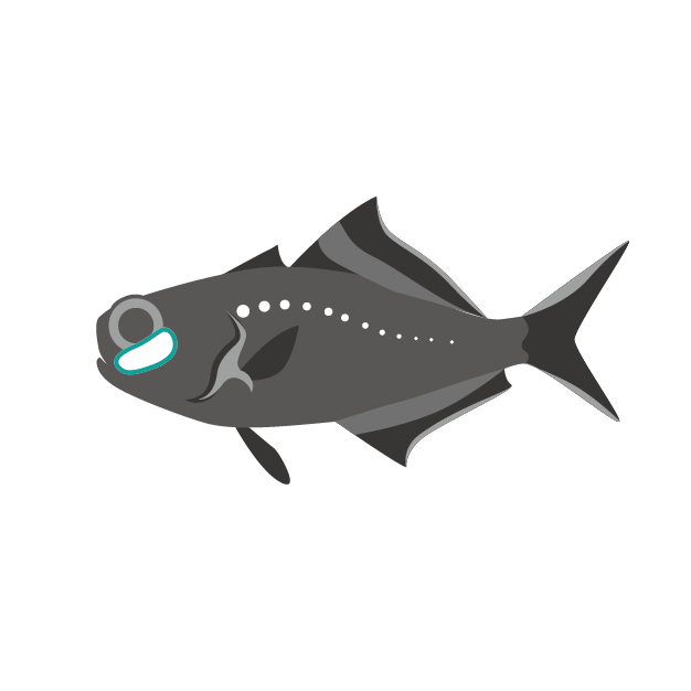 ヒカリキンメダイのイラスト画像 発光