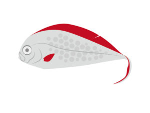 フリソデウオのイラスト画像 深海魚