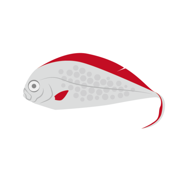 フリソデウオのイラスト画像 深海魚