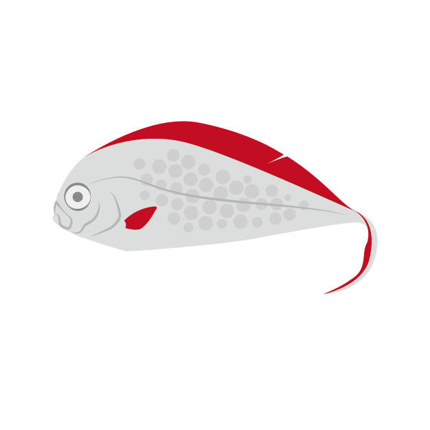 フリソデウオのイラスト画像 深海魚