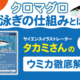 トレーディングカードゲーム海の仲間たち-クロマグロの泳ぎの仕組み-カードの効果